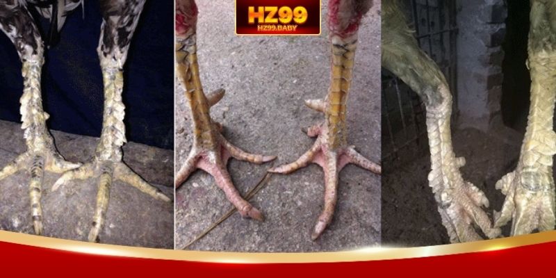 Biết cách xem chân chiến kê để lựa chọn chuẩn nhất