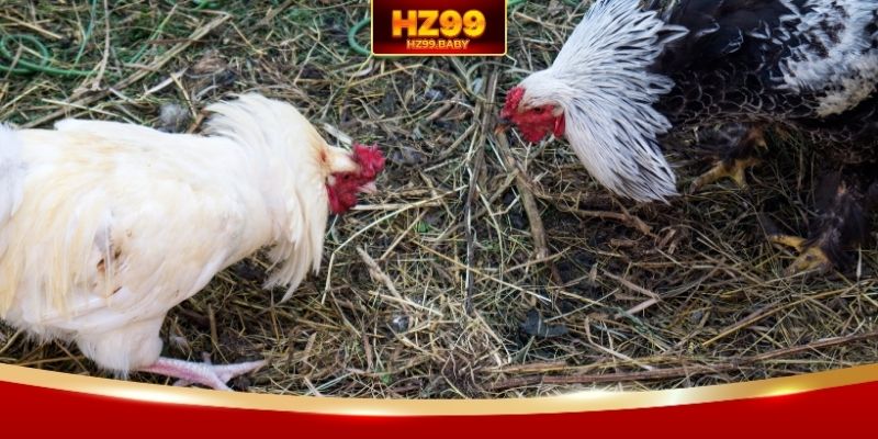 Mẹo chơi đá gà HZ99 cực kỳ thông minh